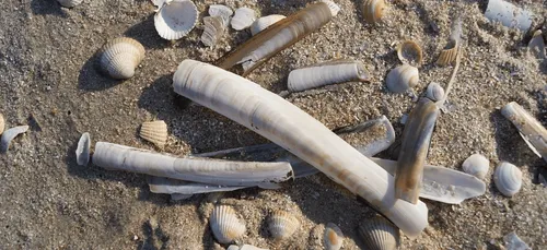 Loire-Atlantique : des milliers de couteaux s’échouent sur les...