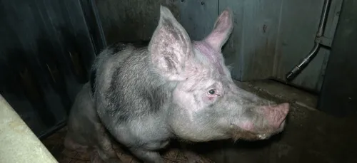 Bretagne : L214 publie une nouvelle vidéo choc d'un abattoir de...