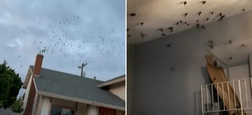 Des centaines d'oiseaux s'introduisent dans deux maisons en Californie