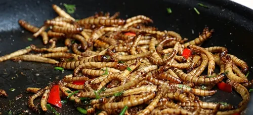 Des insectes dans nos assiettes !