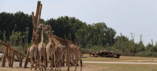 Planète Sauvage : "On est prêt et on va accueillir les visiteurs...