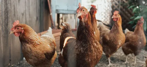 États-Unis : interdiction de faire des bisous aux volailles !