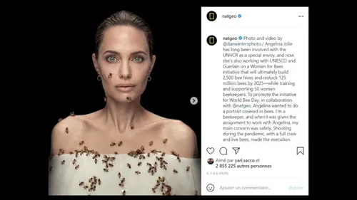 La protection des abeilles, le nouveau combat d’Angelina Jolie