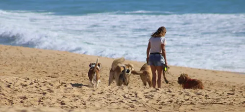 Bretagne : baignade interdite sur une plage à cause… des crottes de...