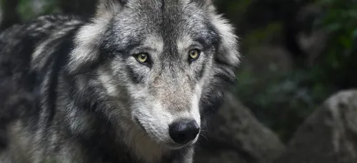 Vendée : Un loup gris identifié, une première depuis plus d’un...