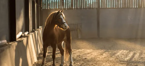 Un retraité condamné pour avoir tenté de violer un poney