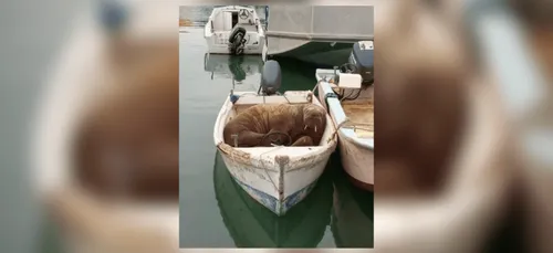 Le morse aperçu aux Sables d’Olonne a fait escale à La Rochelle