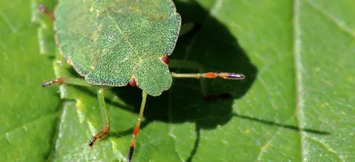 Bretagne : une pouponnière de millions d'insectes pour protéger les...