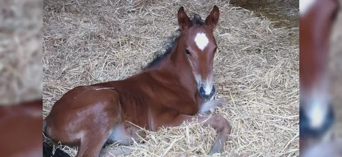 Une cagnotte pour sauver un poulain mutilé à Levroux