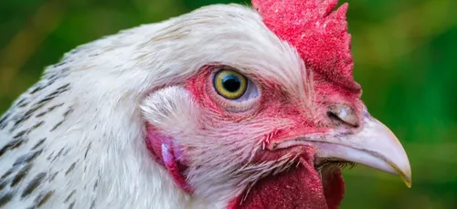 Chine : premier cas humain de grippe aviaire H10N3