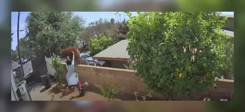 États-Unis : Elle repousse un ours à mains nues pour sauver ses chiens