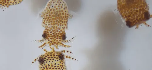 SpaceX : lancement d'une centaine de calamars vers l'ISS