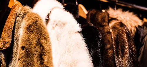 Israël devient le premier pays à interdire le commerce de fourrure...