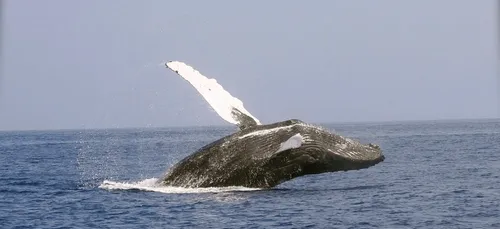 Un pêcheur avalé puis recraché par une baleine s’en sort sain et sauf