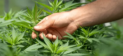 Puy-de-Dôme : des plants de cannabis commercialisés par erreur en...