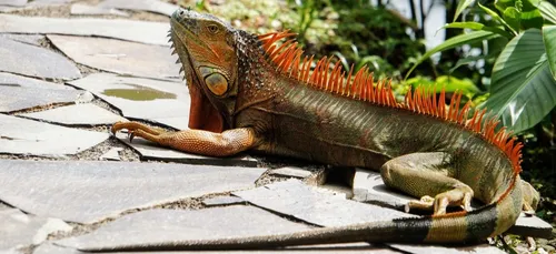 Bretagne : une vingtaine de pythons et deux iguanes découverts chez...