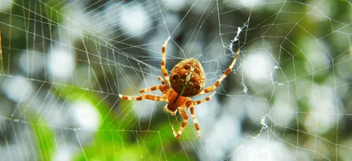 Une nouvelle espèce d’araignée découverte dans le Pas-de-Calais