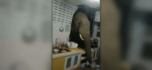 Thaïlande : un éléphant s'introduit dans une cuisine