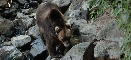 Un ours s'échappe de Planète Sauvage
