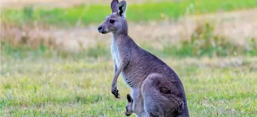 Deux-Sèvres : un kangourou aperçu dans les environs de Parthenay