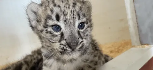Naissance exceptionnelle de deux panthères des neiges au Bioparc de...