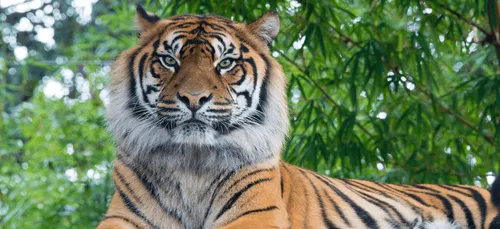 États-Unis : un zoo californien commence à vacciner ses animaux