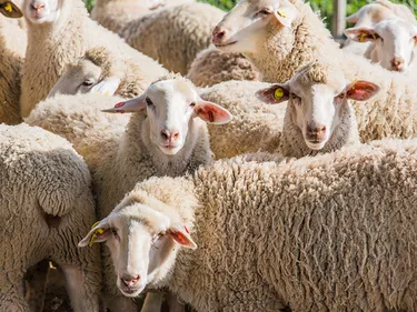 La Bretagne touchée de plein fouet par la fièvre catarrhale ovine