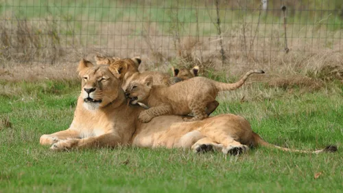 Loire-Atlantique : le parc Planète Sauvage rouvre ce week-end avec...