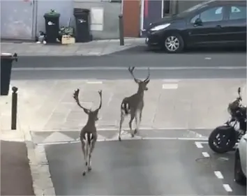 Confinement : après plus d'un mois, la nature reprend ses droits