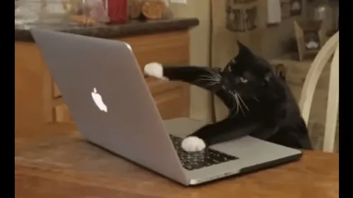 La téléconsultation autorisée... pour les animaux !