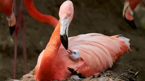 Naissance de flamants roses au zoo de la Palmyre