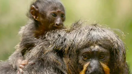 Naissance d’un jeune Saki au zoo des Sables d’Olonne