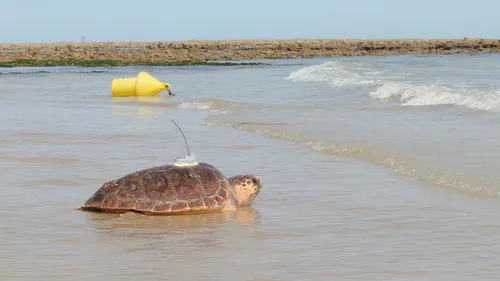 Le retour à l’océan de 60 tortues marines recueillies par...