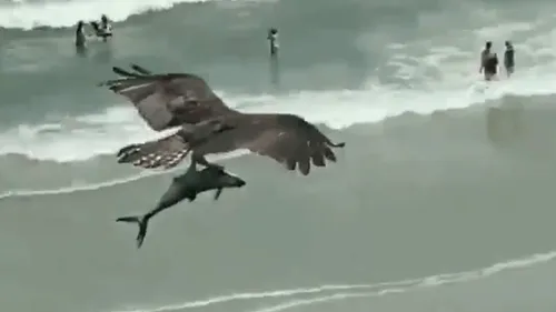 Vidéo : un rapace filmé transportant... un requin !