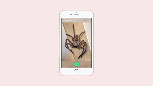 Critterpedia : une appli façon Shazam pour identifier les araignées