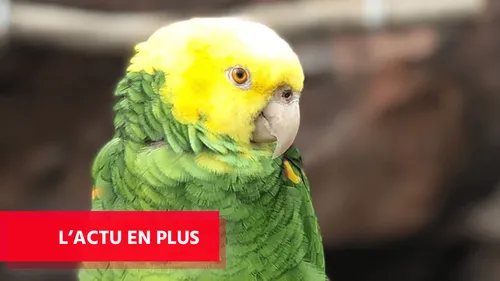 En Angleterre, un perroquet chante du Beyonce et fait le buzz !