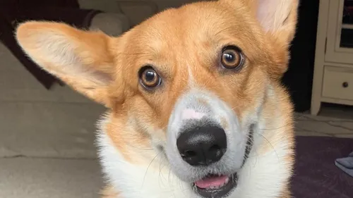 Insolite : Un corgi très amical fait des câlins à tous les chiens...