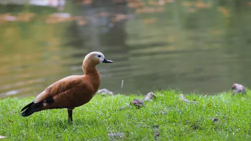 Limoges : elle promène son canard en laisse dans la rue