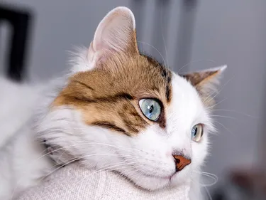 Un chat met le feu à ses croquettes et provoque un incendie