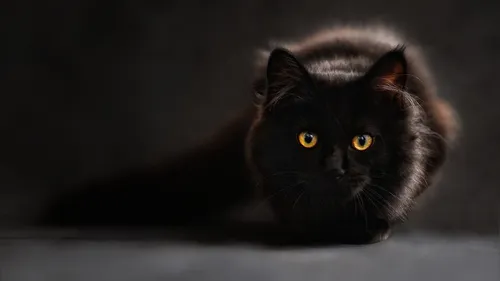 Une appli pour comprendre les miaulements de son chat