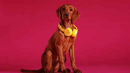 "Raise the Woof" : une chanson de Noël pour les chiens !