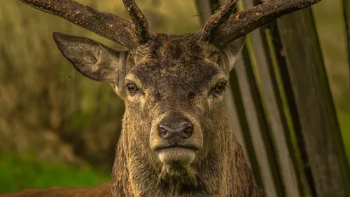 Un cerf s'enfuit et vole le fusil d'un chasseur en République tchèque