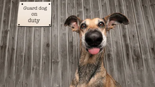 Les photos d’animaux les plus drôles de 2020 récompensées !