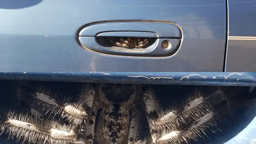En Australie, une conductrice découvre une énorme araignée dans sa...