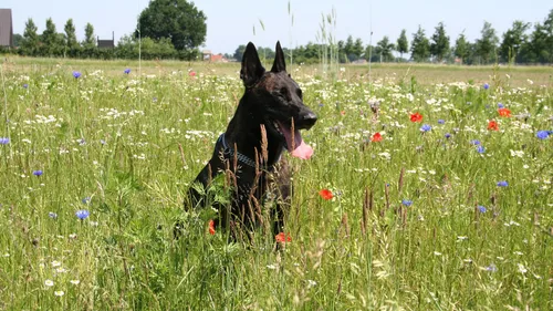 Un crématorium pour animaux de compagnie en Loire-Atlantique ? 