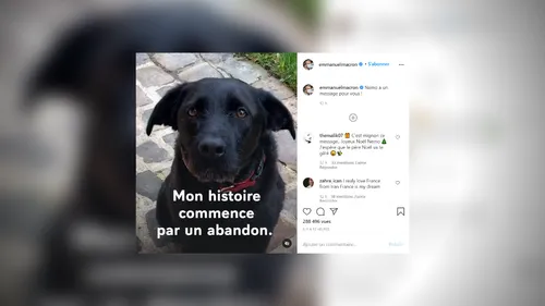 Abandons d’animaux : Nemo, le chien de la famille Macron, passe un...