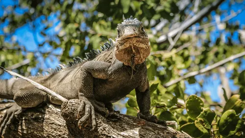 Floride : gare aux pluies d’iguanes pour Noël
