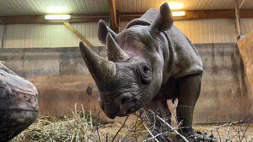 Doué-la-Fontaine : une femelle rhinocéros noire a rejoint le Bioparc !