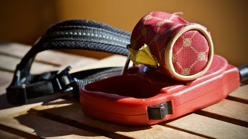 Québec : elle promène son ami en laisse pour tester le couvre-feu