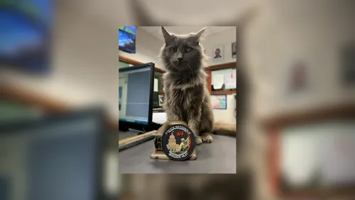 Pirate, le chat policier star d’Instagram !